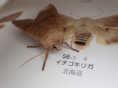 Orbona fragariae