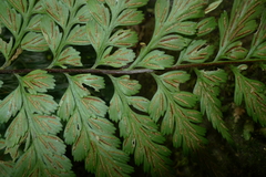 Asplenium insiticium