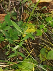 Polygala wolfgangiana