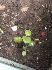 Coleus amboinicus