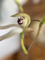 Caladenia cucullata