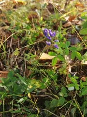 Polygala wolfgangiana