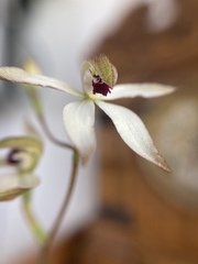 Caladenia cucullata