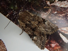 Nyctycia strigidisca