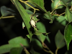 Gasteracantha sauteri