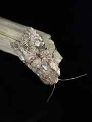 Nyctycia strigidisca