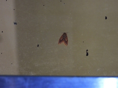 Barsine striata