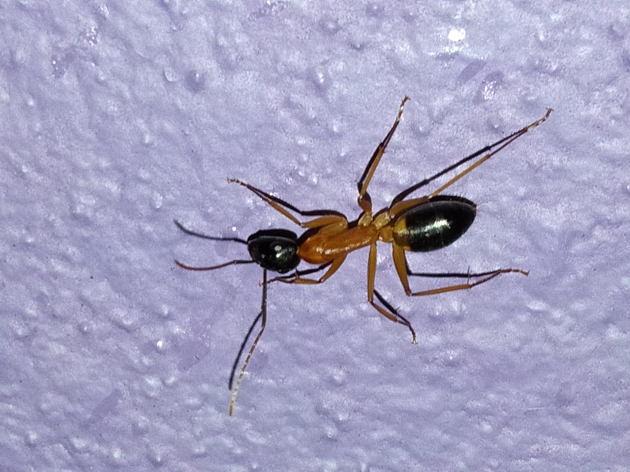 Camponotus consobrinus