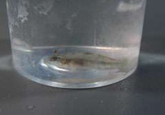 Redigobius macrostoma