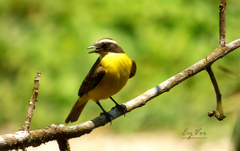 Myiozetetes cayanensis