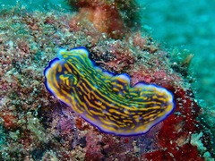 Pseudoceros gravieri