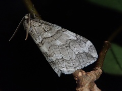 Operophtera relegata