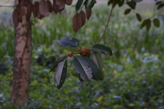 Ilex chinensis
