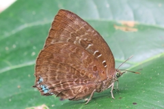 Arhopala centaurus nakula