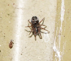 Desidae