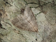 Operophtera brunnea