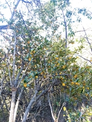 Berberis valdiviana