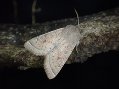 Orthosia ella