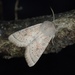 Orthosia ella - Photo (c) も, μερικά δικαιώματα διατηρούνται (CC BY-NC), uploaded by も