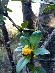 Berberis valdiviana