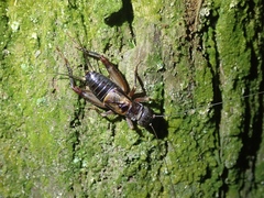 Duolandrevus coulonianus