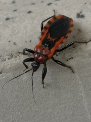 Haematoloecha nigrorufa