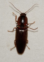 Conoderus basalis