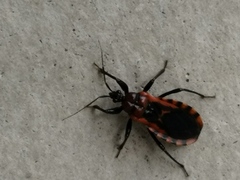 Haematoloecha nigrorufa