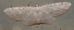 Poecilasthena scoliota