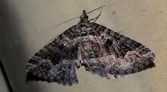 Chrysolarentia