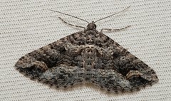 Chrysolarentia