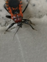 Haematoloecha nigrorufa