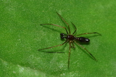 Coleosoma