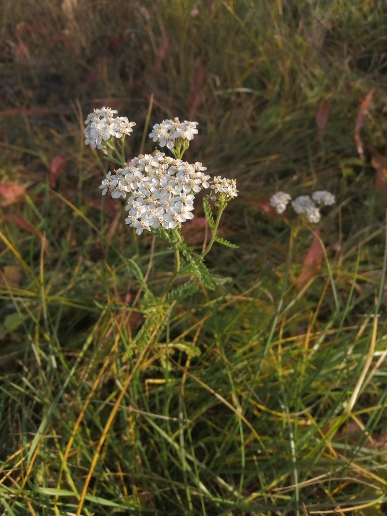 common yarrow from Артемовский, Свердловская обл., Россия on October 13 ...