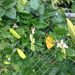 Canavalia cathartica