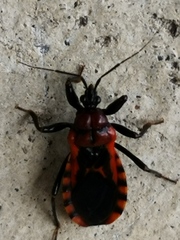 Haematoloecha nigrorufa