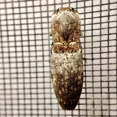 Cryptalaus prosectus