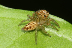 Colopsus