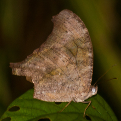 Melanitis leda leda