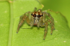 Colopsus