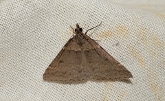 Dichromodes atrosignata