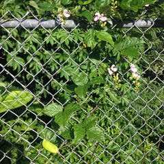 Canavalia cathartica