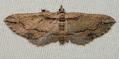 Chrysolarentia leucophanes