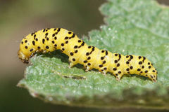 Cucullia lychnitis
