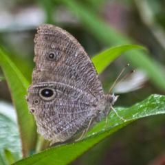 Melanitis leda leda