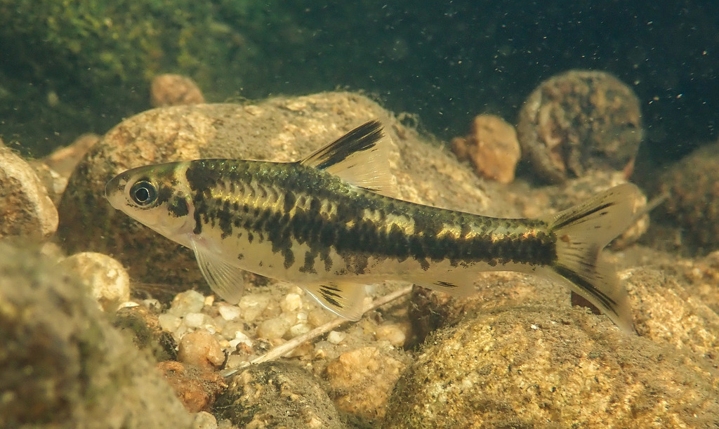 Rainbow gudgeon (Sarcocheilichthys nigripinnis) — Cyprinidae