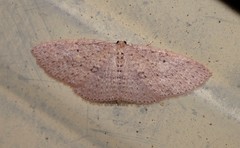 Poecilasthena anthodes