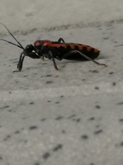 Haematoloecha nigrorufa