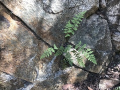 Myriopteris fendleri