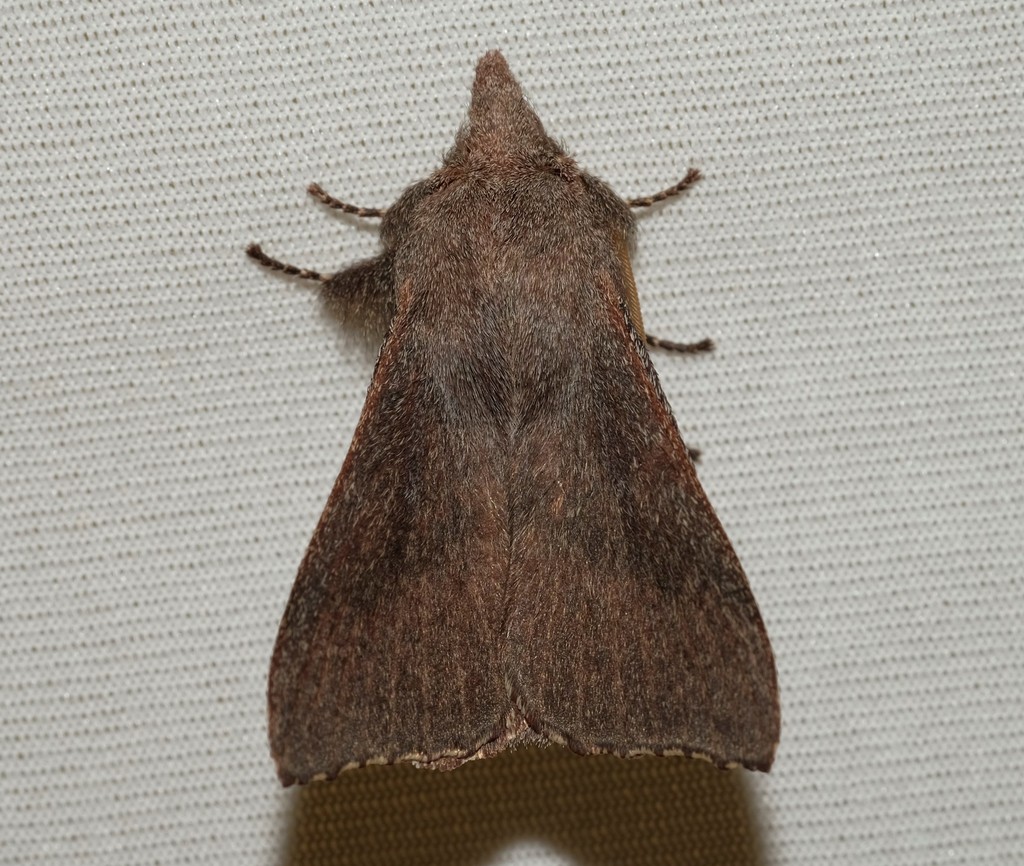 Pararguda rufescens